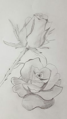 Obrzek - Detail květu